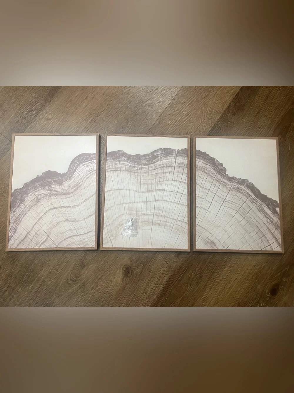 Rustic Nature Illustrations Tree Rings Wall Decor